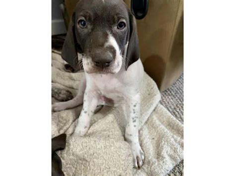 Liver And Roan German Shorthaired Pointers In Columbiana Ohio