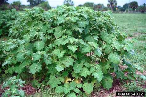 tropical soda apple invasive plants of the eastern united states