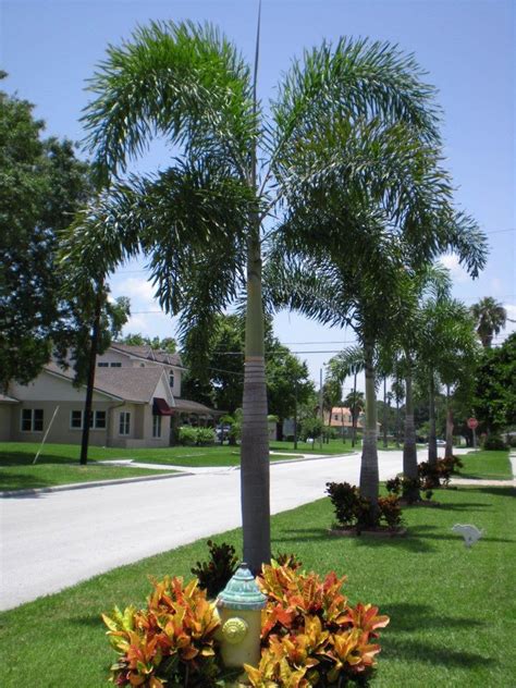 Foxtail Palm Cactus Garden Landscaping Palm Trees Landscaping Florida