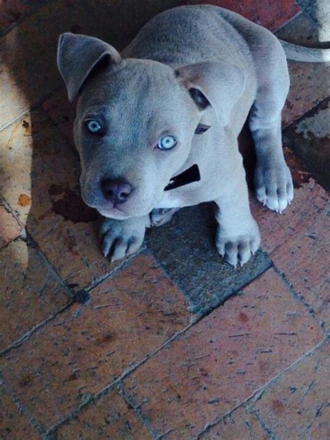 Beautiful Blue Eyed Blue Nose Puppy Puppies Animals Dogs