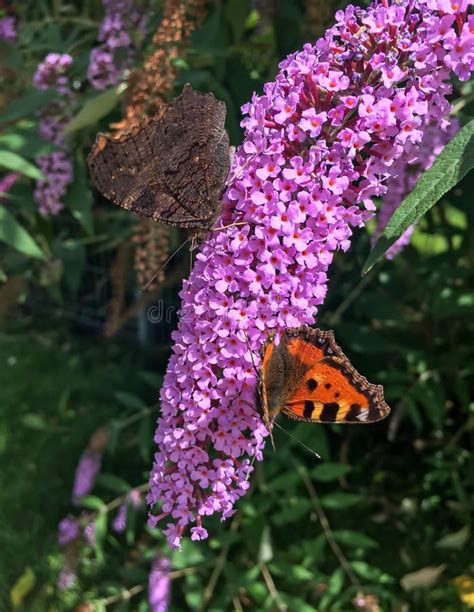 Closeup Of Two Butterflies On Flower Monarch Butterfly On Pink Flowers