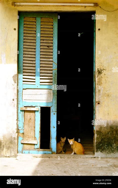 Ginger Cats Stock Photos And Ginger Cats Stock Images Alamy