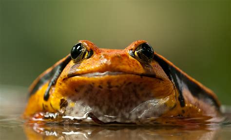 Animals Closeup Frog Amphibian Wallpapers Hd Desktop And Mobile