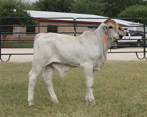 Brahman cattle in hungerford and boling, texas. Lot 19 - Pick of Gray Brahman calves | Cattle In Motion ...