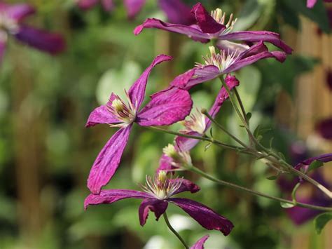 Learn how to grow gorgeous clematis vines. Clematis 'Sweet Summer Love' - Clematis flammula 'Sweet ...