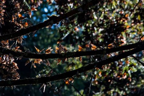 Probosque Fomenta El Cuidado De La Reserva De La Biosfera De La