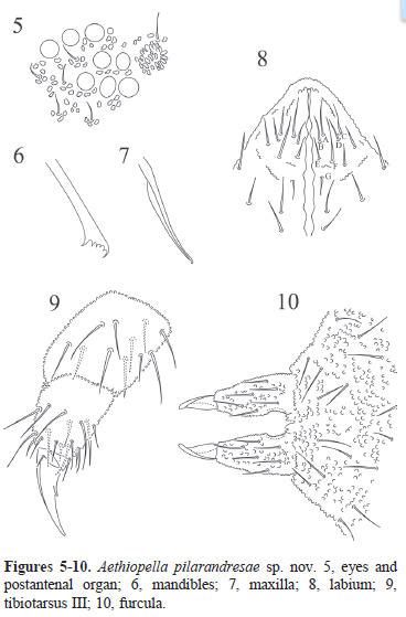 A New Species Of Aethiopella Collembola Neanuridae From Nicaragua
