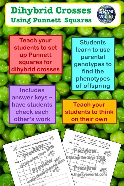 The dihybrid cross punnett square calculator allows you to calculate the chances that 2 traits will be inherited at once. Punnett Squares for Dihybrid Crosses Worksheet | Biology worksheet, Dihybrid cross worksheet ...
