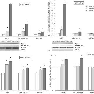 The Effect Of 72 H Incubation With R Sulforaphane R SFN On The Level