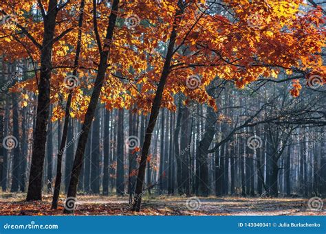 Magic Autumn Forest Stock Image Image Of Autumnal Beautiful 143040041