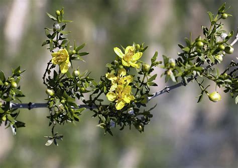 Creosote Bush Larrea Tridentata Photograph By Bob Gibbonsscience