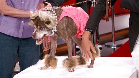 Worlds Ugliest Dog Quasi Modo Gets A Makeover On Jimmy Kimmel Live