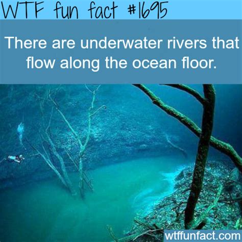 Wtf Fun Factss Lol Weird Facts Wtf Fun Facts Funny Facts