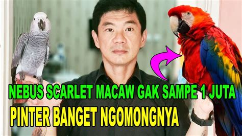 Burung Macaw Scarlet Gak Sampai 1 Juta Pinter Ngoceh Youtube