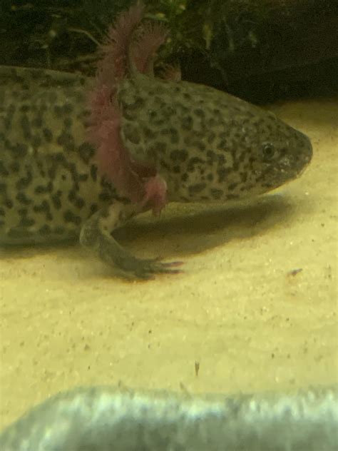 Red Leg Syndrome Raxolotls