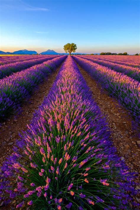 Tree In Lavender Field At Sunset Stock Image Image Of Vibrant
