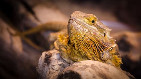 A Bearded Dragon In It´s Natural Habitat Bearded Dragon Tank