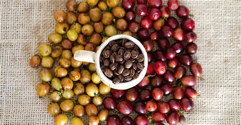 10 Facts About The Best Ethiopian Coffee Beans Kitchenzap