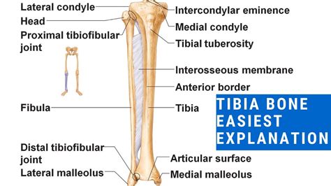 Tibia Bone Easiest Explanation With Mnemonics And Clinical Aspects
