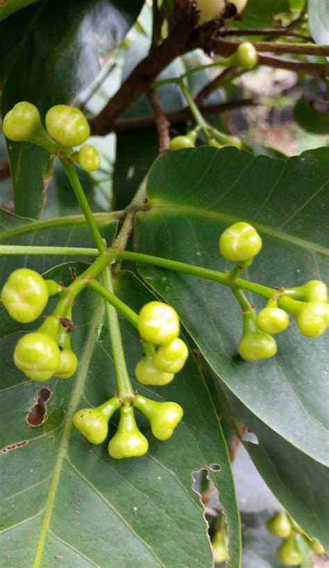 Cara menanam jambu biji dalam. Warisan Petani: Jambu Oh Jambu