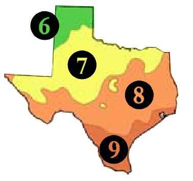 Each one has one or more growing zones and many more microclimates that should be taken into consideration when choosing your new fruit tree. Buy Texas Trees | TX Shade Tree Sale | Best Texas Fruit Tree
