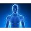 Newly Discovered Organ May Be The Largest In Human Body • Earthcom