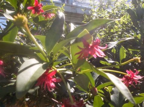 Plant database entry for hybrid anise tree (illicium floridanum 'woodland ruby') with 8 images and one data detail. Future Plants by Randy Stewart: Illicium - Anise Tree