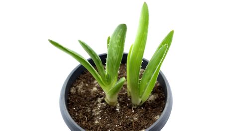 How To Plant Aloe Vera Without Roots In Quick Steps