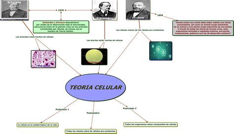 Mapa Conceptual De La Teoría Celular Todo Lo Que Necesitas Saber