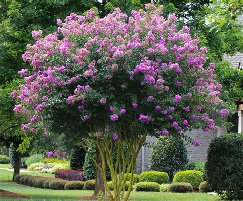 16 Beautiful Purple Flowering Trees Photos And Zones Gather And Plant
