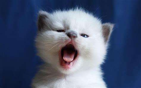 Cute Kittens Images Cute Yawning Kittens Hd Wallpaper And Background
