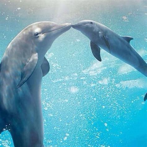 Browse 91 mother and baby dolphin stock photos and images available, or start a new search to explore more stock photos and images. Dee on Twitter | Baby dolphins, Cute animals, Dolphins