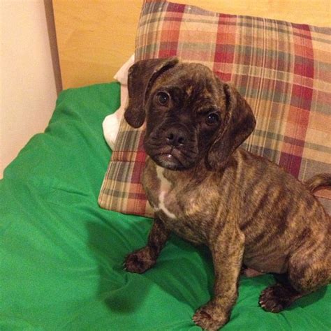 Brindle Puggle Puppies For Sale Photos All Recommendation
