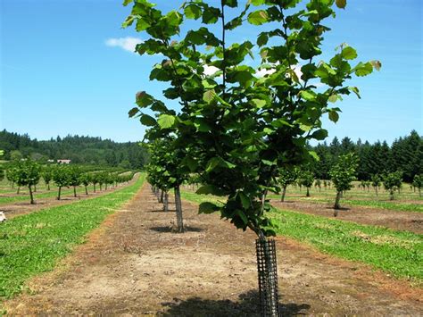 The woods look just like trees look like trees to me —everybody knows by echo & the bunnymen show similar. Hazelnut (filbert) | Diseases and Pests, Description, Uses ...