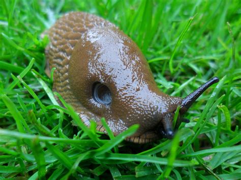 After doing lots of research it turns out the lifespan of snails can highly vary from. Worcester College Gardeners 2009-2018: Slugs and Snails