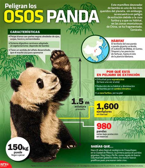 Hoy Tamaulipas Infografía Peligran Los Osos Panda