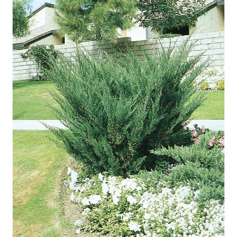 Gardenality.com lets you build virtual gardens, share your gardening pictures, rate gardens, take. Shop 2-Quart Sea Green Juniper Accent Shrub (L3045) at ...