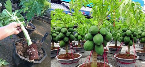 Berikut cara menanam dan merawat pohon mangga agar cepat berbuah