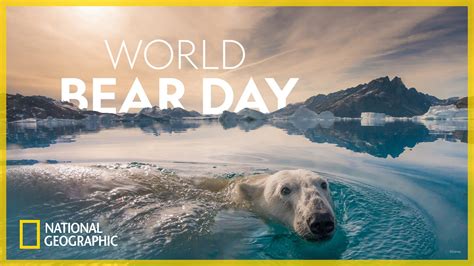 Celebrate World Bear Day With National Geographic Disney Parks Blog