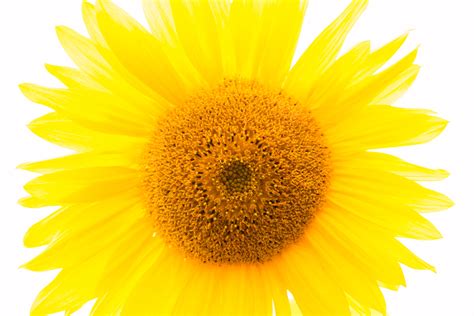 2560x1440 Wallpaper Yellow Sunflower Peakpx