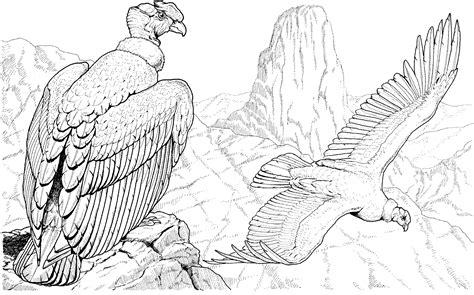 Desenho De Urubu E Condor Para Colorir Tudodesenhos
