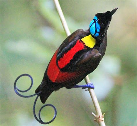 The Wilson Bird Of Paradise Charismatic Planet