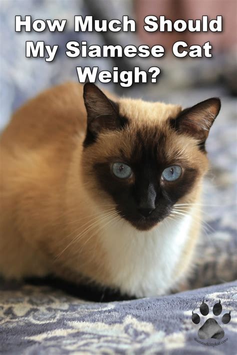How Much Should My Siamese Cat Weigh Siamese Cats Rule