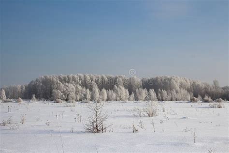 Russian Winter Siberia Forest Snow Trees Snow Covered Roads Snow Frost