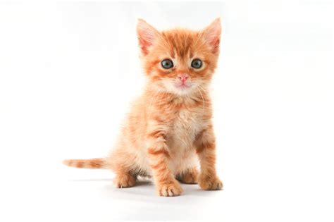 Free orange kittens pets and animals in lemoore, california at americanlisted.com classifieds. Kitten | Free Stock Photo | A cute orange kitten isolated ...