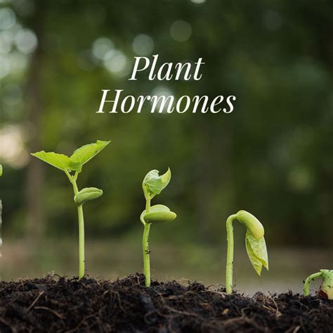 Plant Hormones Insightful Direct