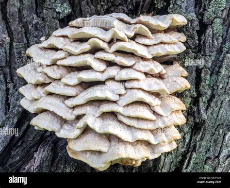 Stack Of Mushrooms Hi Res Stock Photography And Images Alamy