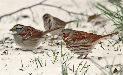 5 Ways To Help Birds Through Spring Snowstorms Wisconsin Bird