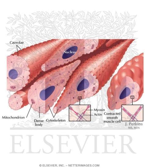 Vascular smooth muscle cells (vsmcs) are the stromal cells of the vascular wall and are responsible for regulating arterial tone, blood pressure, and blood supply of the tissues. Smooth Muscle Structure