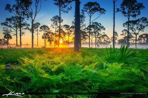 Beautiful Foggy Morning Sunrise Florida Landscape Hdr Photography By
